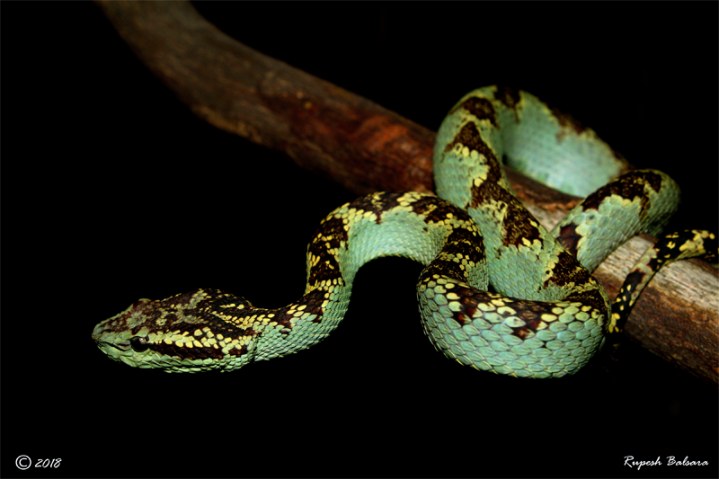 Malabar Pit Viper